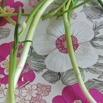 优质香葱