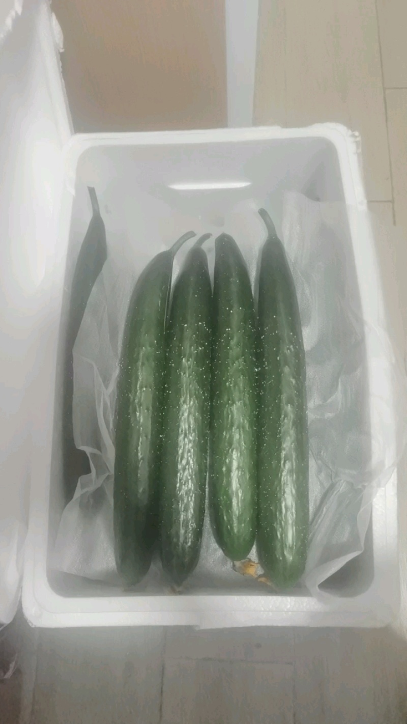 青翠黄瓜基地直发品质保障诚信经营全国发货