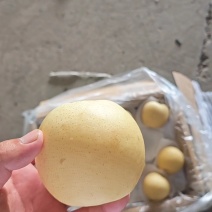 各种梨品类，欢迎老板咨询价格美丽