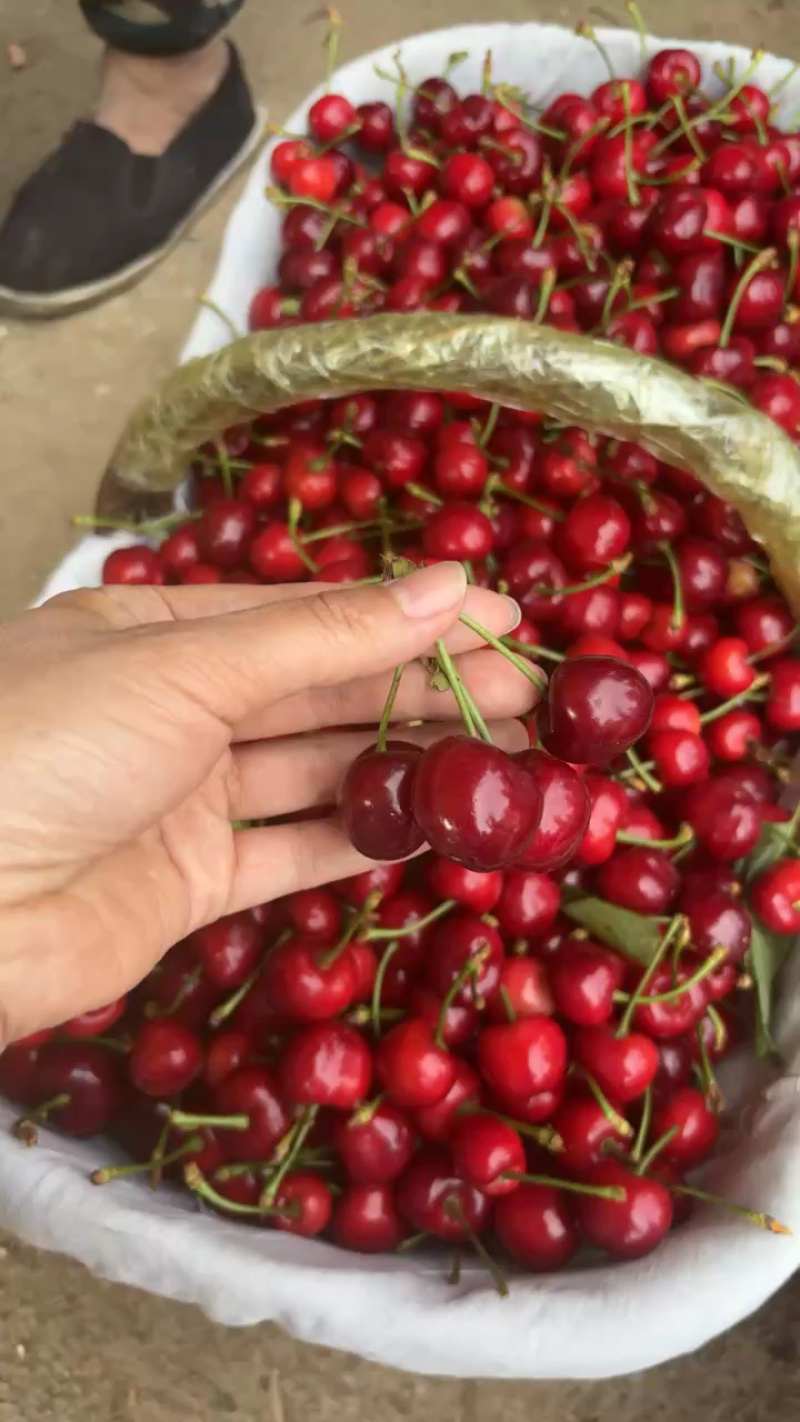 山东美早樱桃新货上市甜度高汁水足支持各种包装欢迎选购