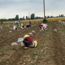 黄心土豆大量上市品质保证沃土实验一对接各个渠道