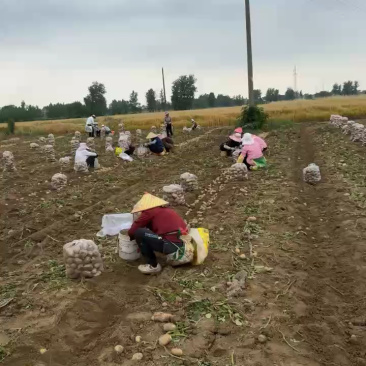 黄心土豆大量上市品质保证沃土实验一对接各个渠道