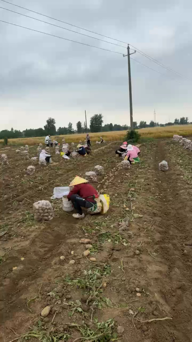 黄心土豆大量上市品质保证沃土实验一对接各个渠道