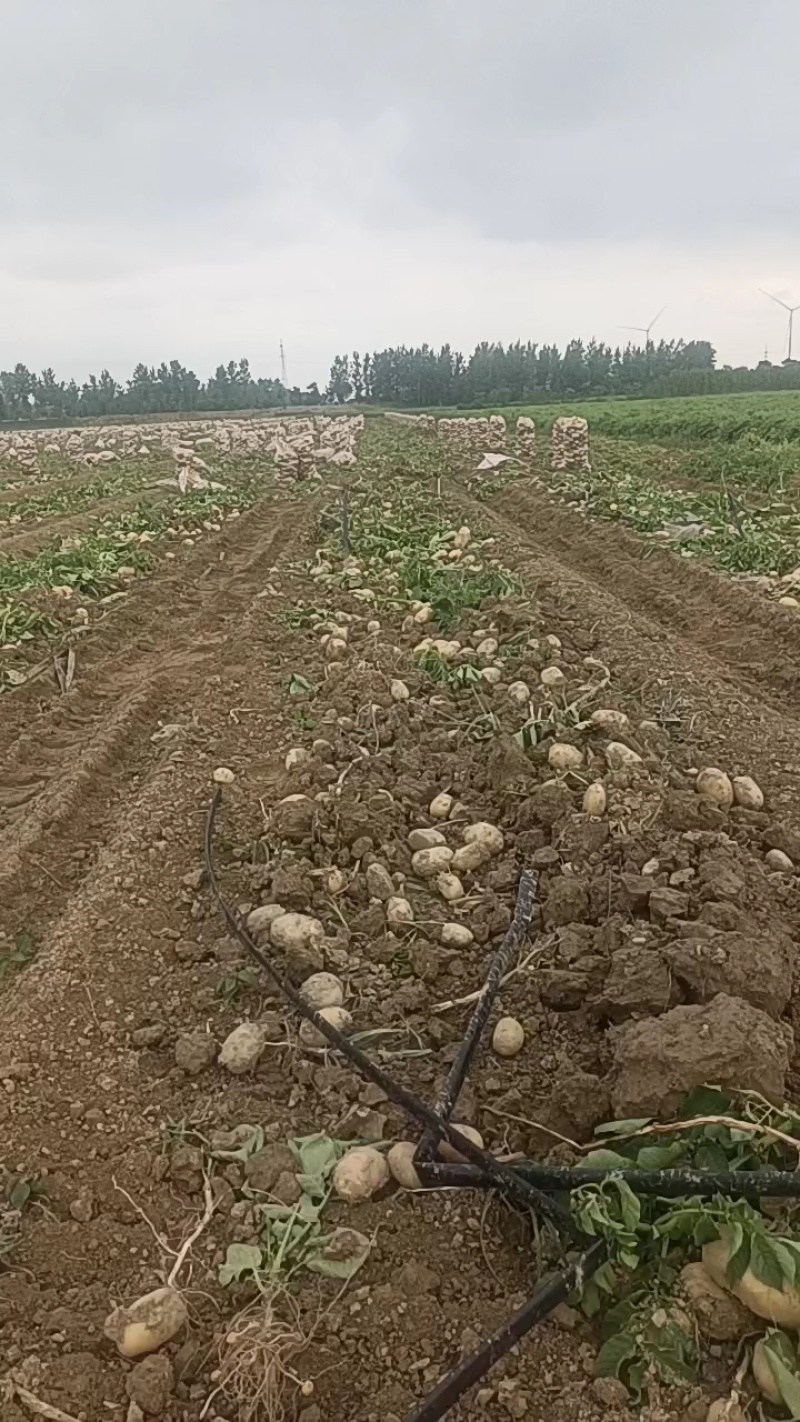 湖北黄皮黄心土豆，规格齐全，品质有保证，价格美丽。