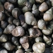 优质鲜活田螺厚壳无青苔水产基地直发量大价优欢迎选购