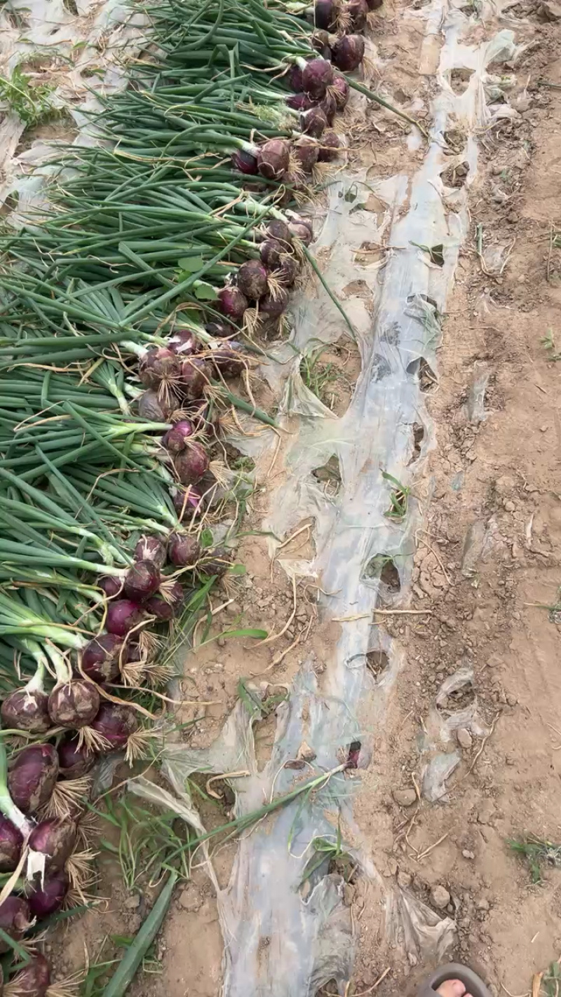 精品洋葱产地直发，一手货源质量很好需要联系质量三包