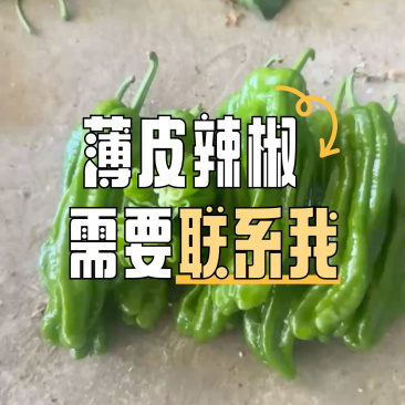 精皮辣椒质量优美欢迎广大客户咨询订购！