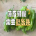 精皮辣椒质量优美欢迎广大客户咨询订购！