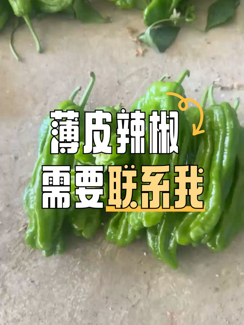 精皮辣椒质量优美欢迎广大客户咨询订购！