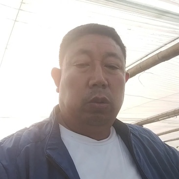 好瓜大量出货中！