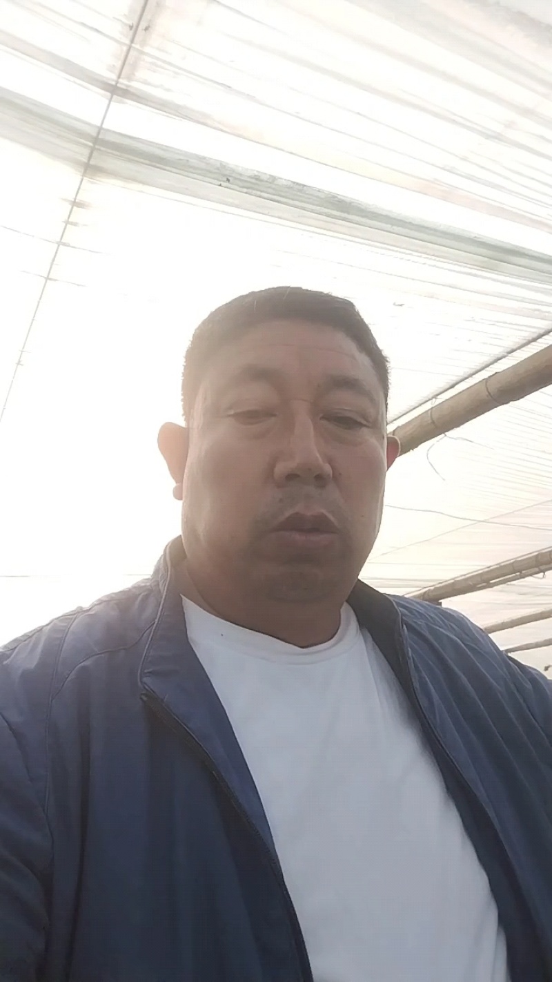 好瓜大量出货中！