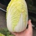 大小娃娃菜大量上市欢迎来电采购可视频看货
