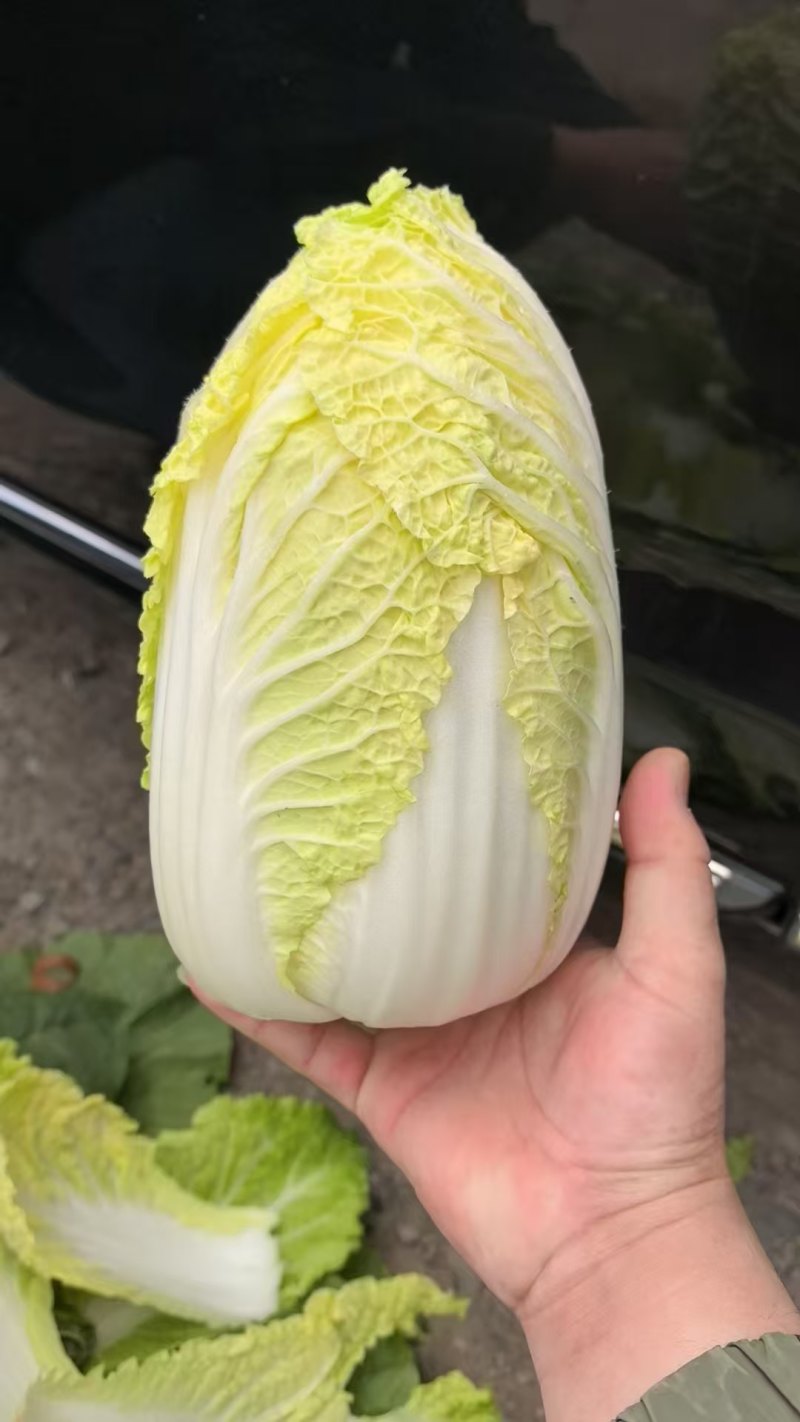大小娃娃菜大量上市欢迎来电采购可视频看货
