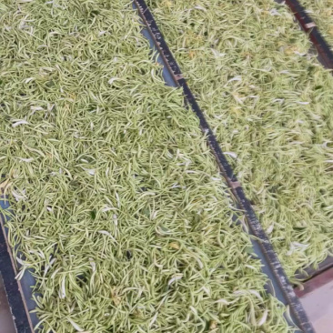 河北省邯郸头茬自然晾晒金银花风干无硫烘干青花