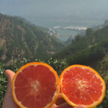 秭归中华红血橙，果肉鲜红，口感纯甜一手货源，诚信合作。