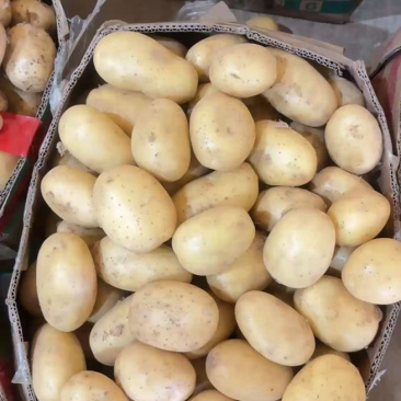 精品黄皮黄心，二到四规格！