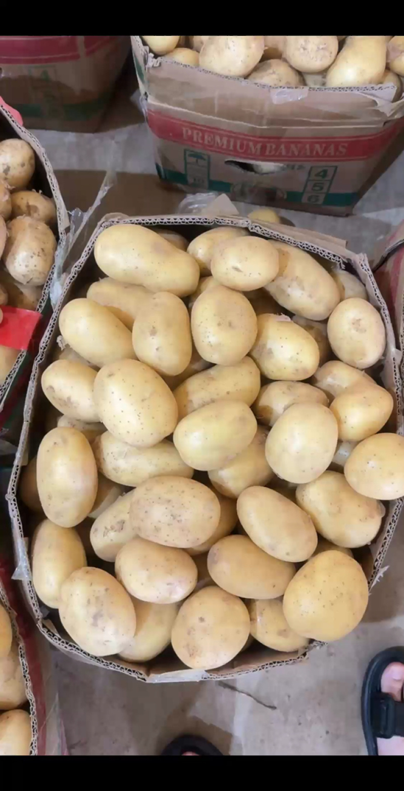 精品黄皮黄心，二到四规格！