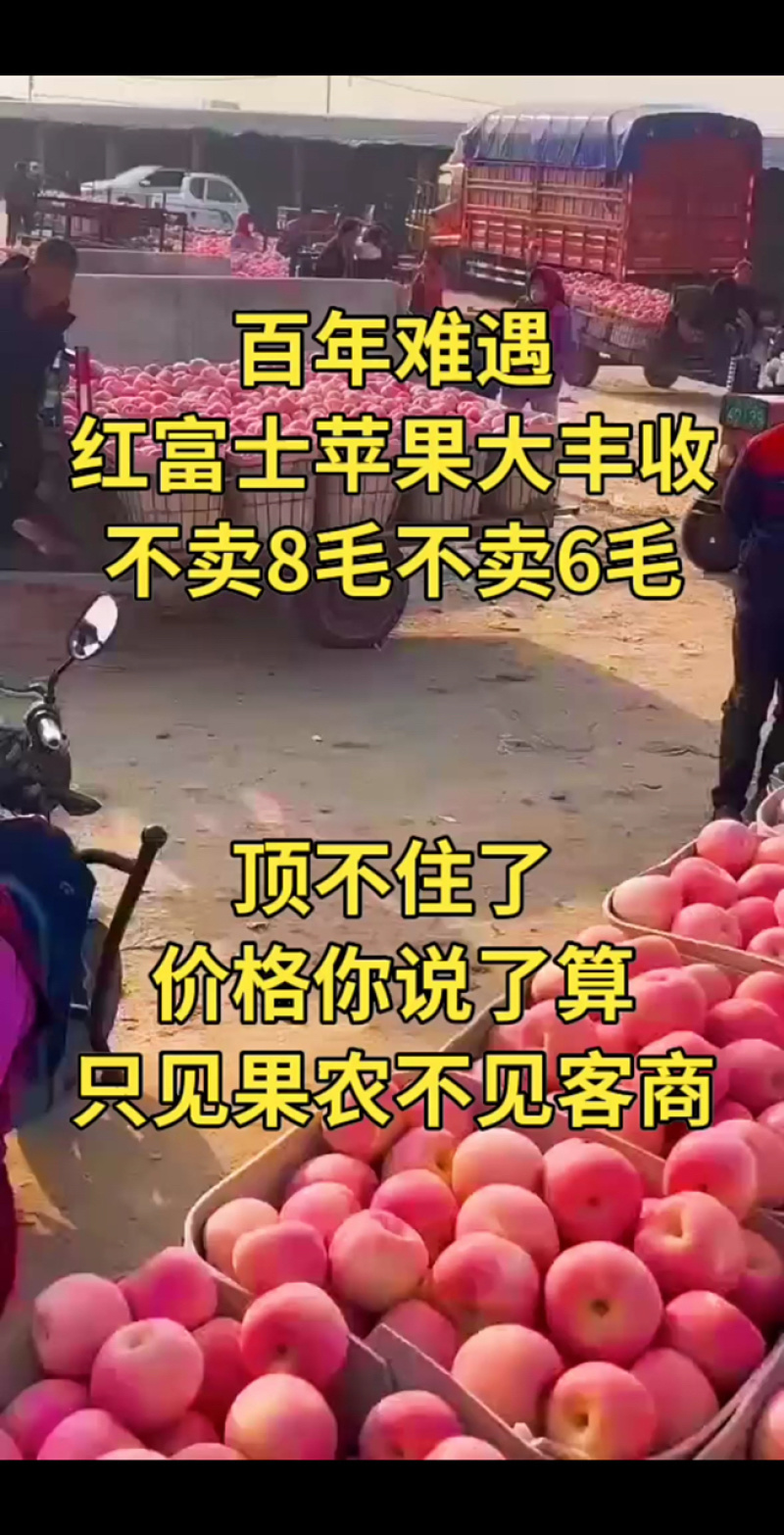 苹果红富士苹果，规格齐全，片红条红大量供应，价格可谈