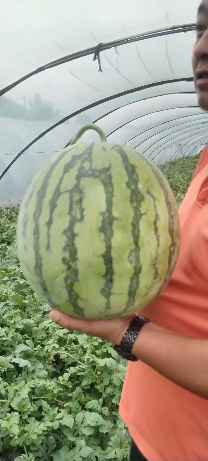 达州无籽美都西瓜千亩基地一手好货对接全国客商