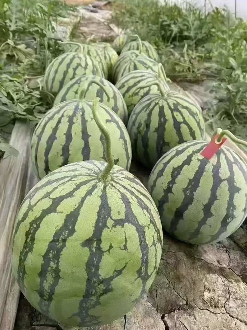 达州无籽美都西瓜千亩基地一手好货对接全国客商