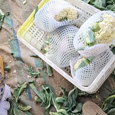 小米粒有机菜花乳白色松花菜精品花菜现摘现发品质新鲜