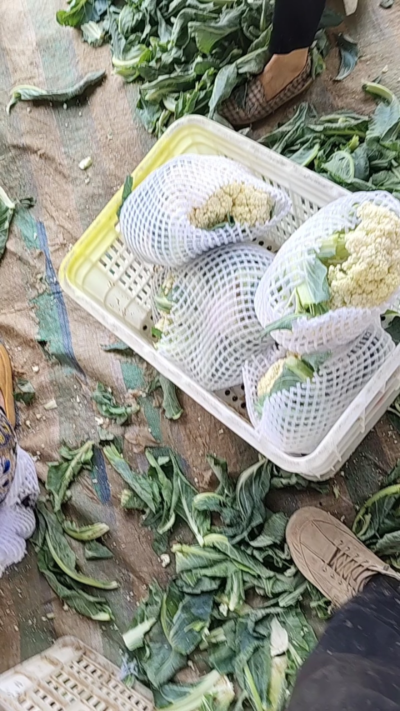 小米粒有机菜花乳白色松花菜精品花菜现摘现发品质新鲜