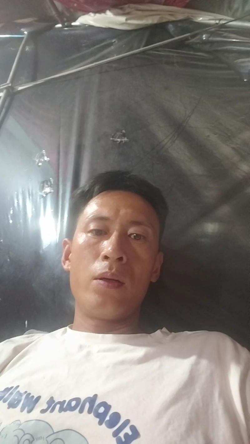 江苏精品生菜，意大利生菜，大颗生菜，货源充足基地发货