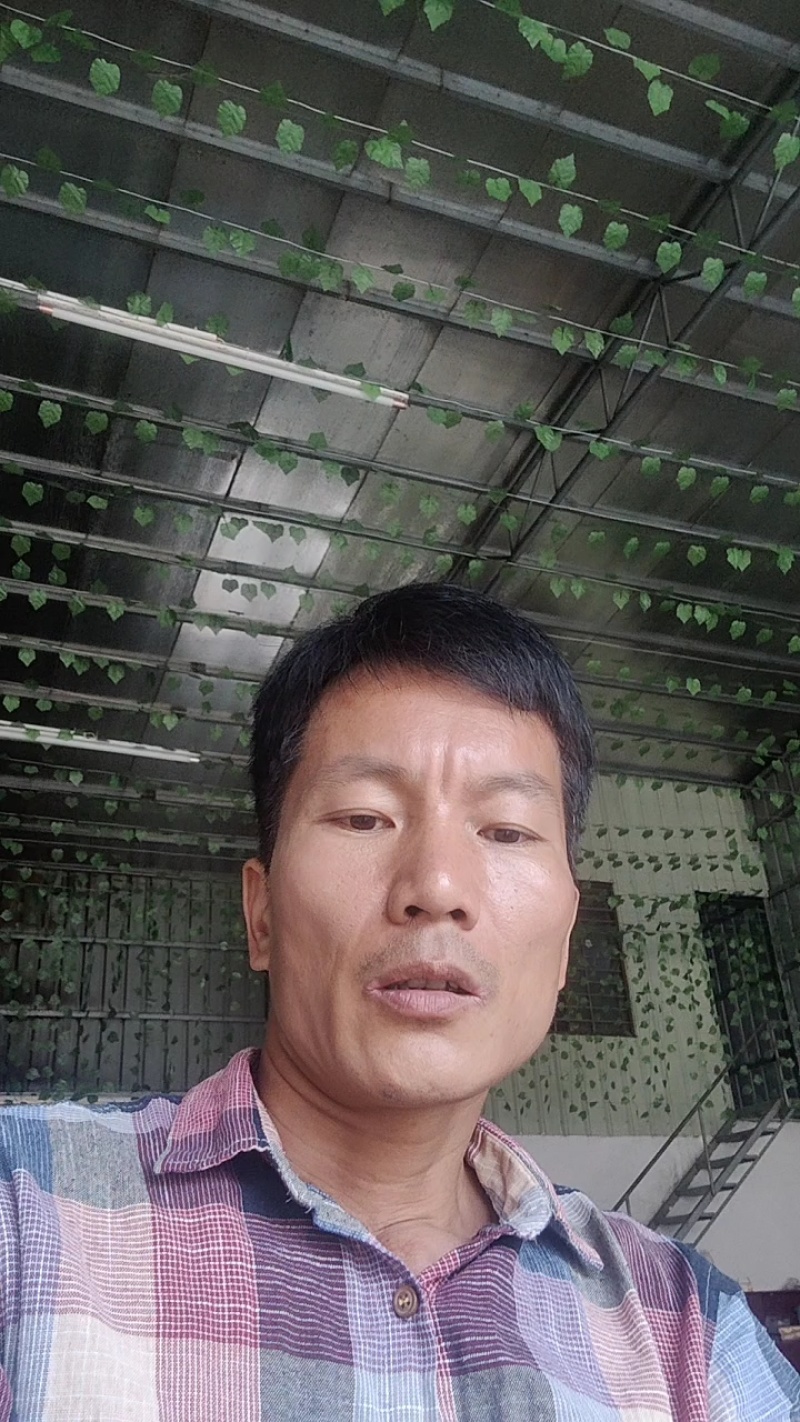 黄金百香果钦蜜9号果头大肉质饱满每天都是新鲜采摘发