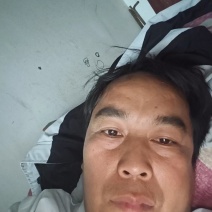 河北精品甘蓝颜色绿质量好，货源充足，保质保量