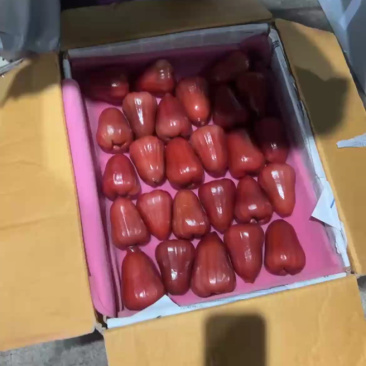 海南三亚黑金刚莲雾大果现摘现发海绵少汁水多新鲜水果