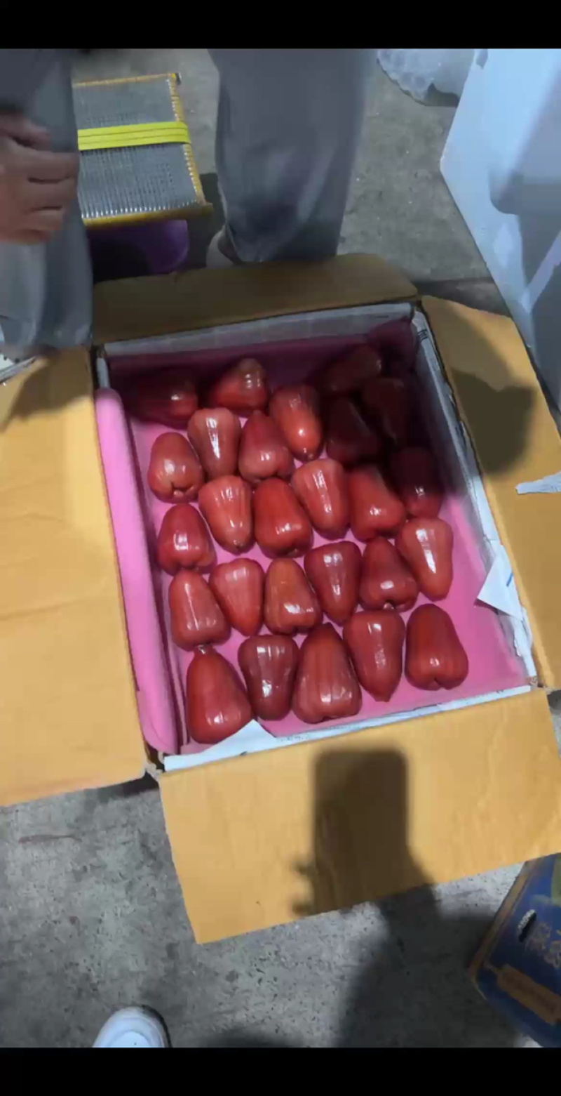 海南三亚黑金刚莲雾大果现摘现发海绵少汁水多新鲜水果
