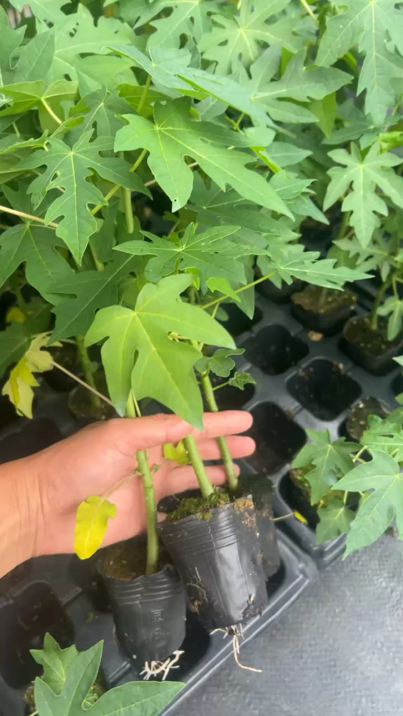 红肉水果木瓜苗、大青木瓜苗，量大从优，欢迎采购