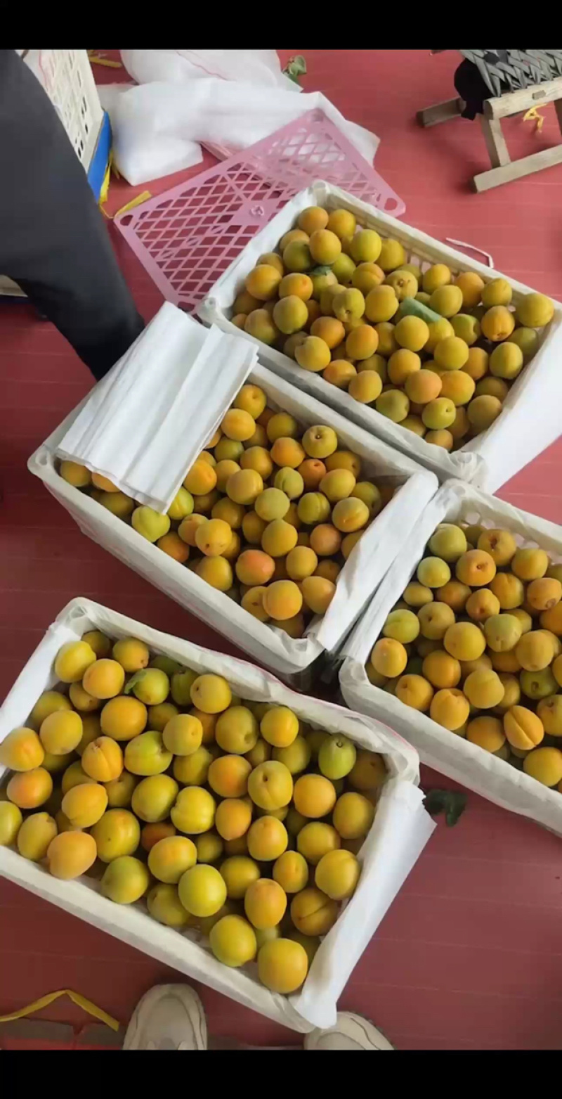 沂蒙山金太阳杏大量上市对接各大电商市场商超