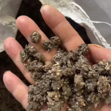 猫抓草大量现货野生猫抓草干净饱满无杂质大量现货供应无硫