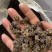 猫抓草大量现货野生猫抓草干净饱满无杂质大量现货供应无硫