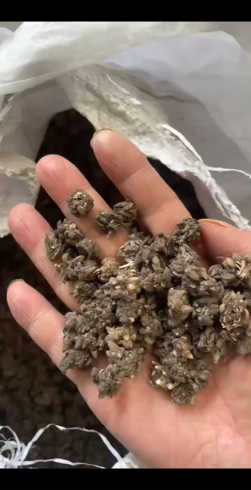 猫抓草大量现货野生猫抓草干净饱满无杂质大量现货供应无硫