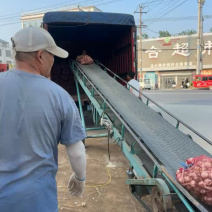 山东沂蒙山白皮大蒜大量上市产地直销大量供应货源充足