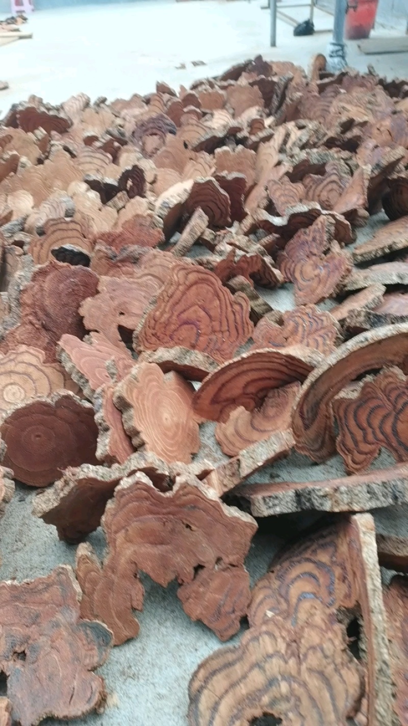云南中药材鸡血藤大量上市品质上呈欢迎来基地考察订购