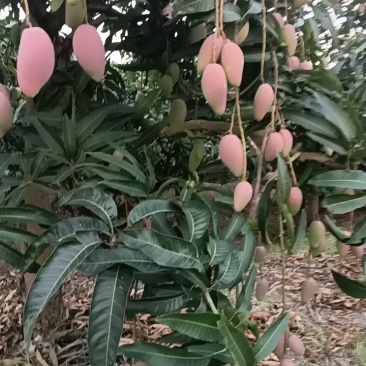芒果广西百色贵妃芒大量上市口感香甜品质保障