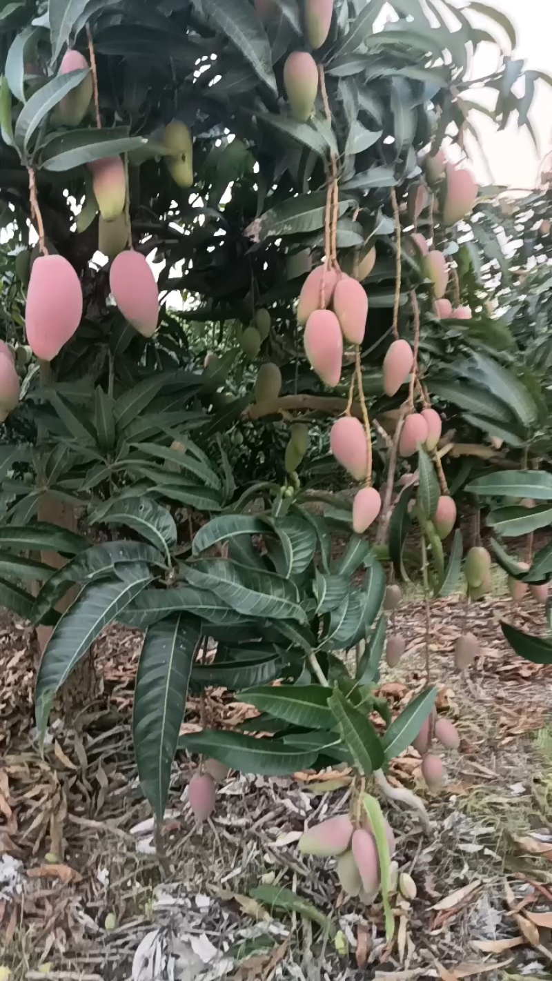 芒果广西百色贵妃芒大量上市口感香甜品质保障