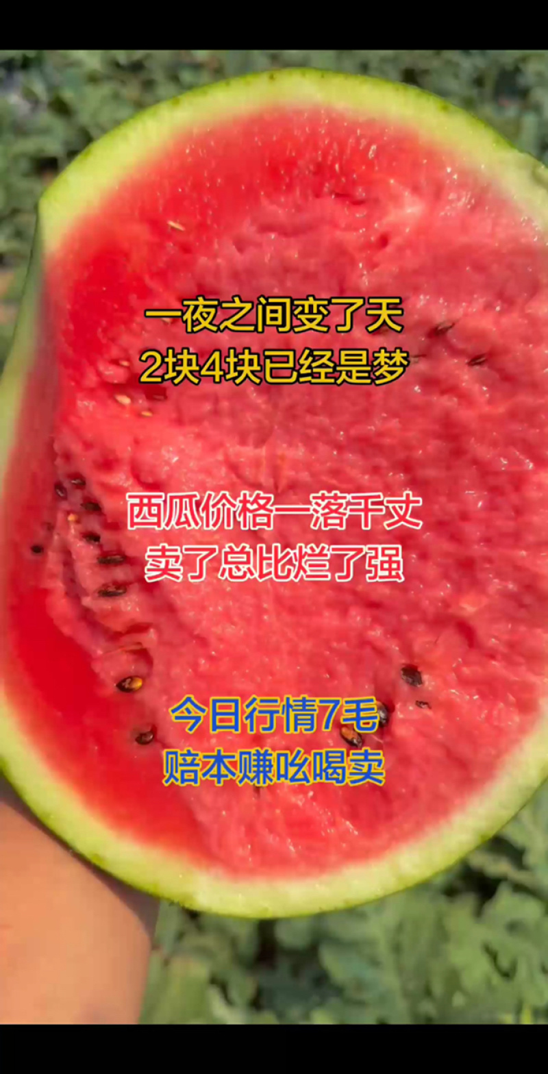 【严选】甜王西瓜一手货源产地直发保质保量欢迎致电