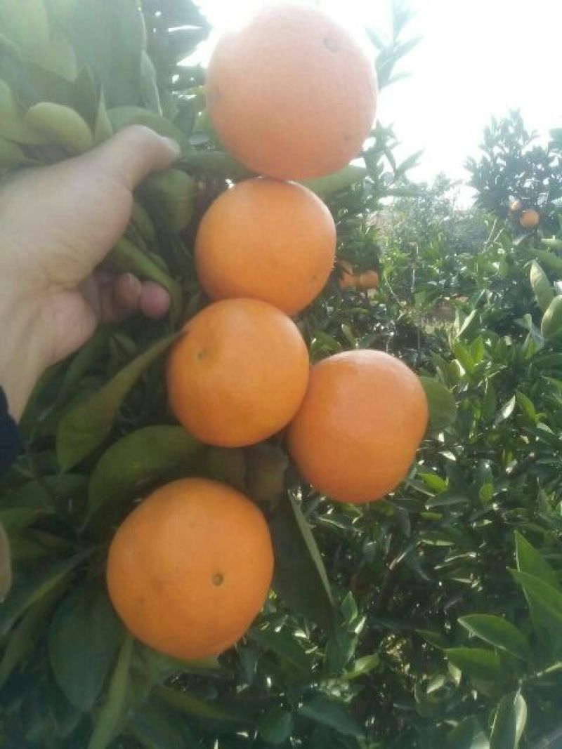湖南蜜桔，宫川蜜橘5.5~6cm精品蜜橘，美味可口