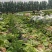 球生菜园生菜一手货源基地直发货源充足量大从优
