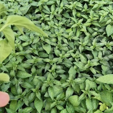 基地朝天辣椒苗螺丝椒苗牛角椒苗各种蔬菜苗盆栽，地栽都可以