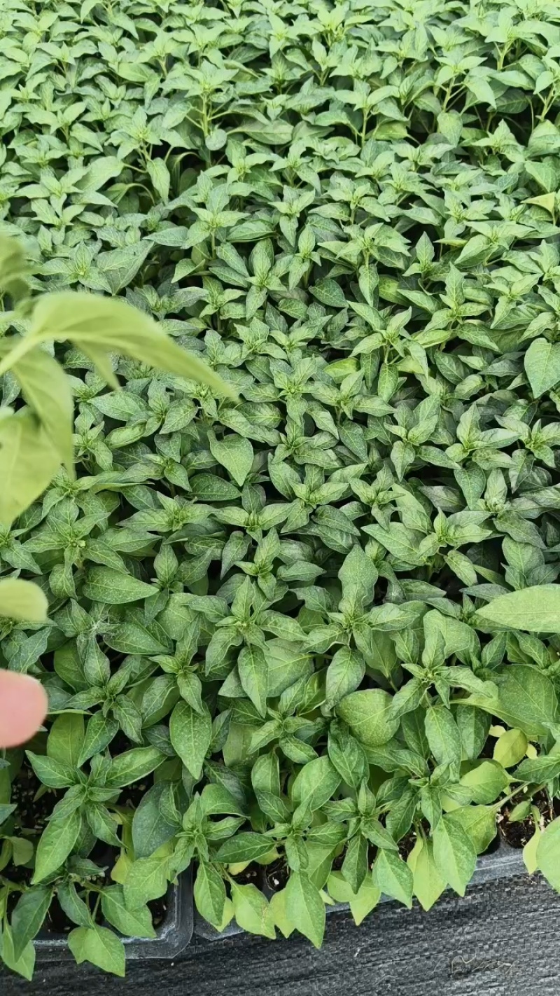 基地朝天辣椒苗螺丝椒苗牛角椒苗各种蔬菜苗盆栽，地栽都可以