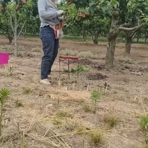 精品秋月梨上市了，脆甜无渣多汁，货源充足，新鲜采摘，量大