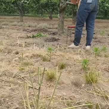 酥梨……200克左右