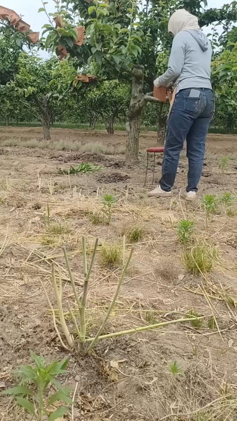 酥梨……200克左右