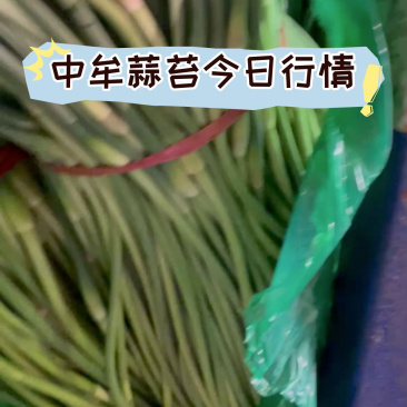 【热卖】河南红帽蒜苔蒜薹产地供应全国代发可视频看货