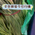 【热卖】河南红帽蒜苔蒜薹产地供应全国代发可视频看货